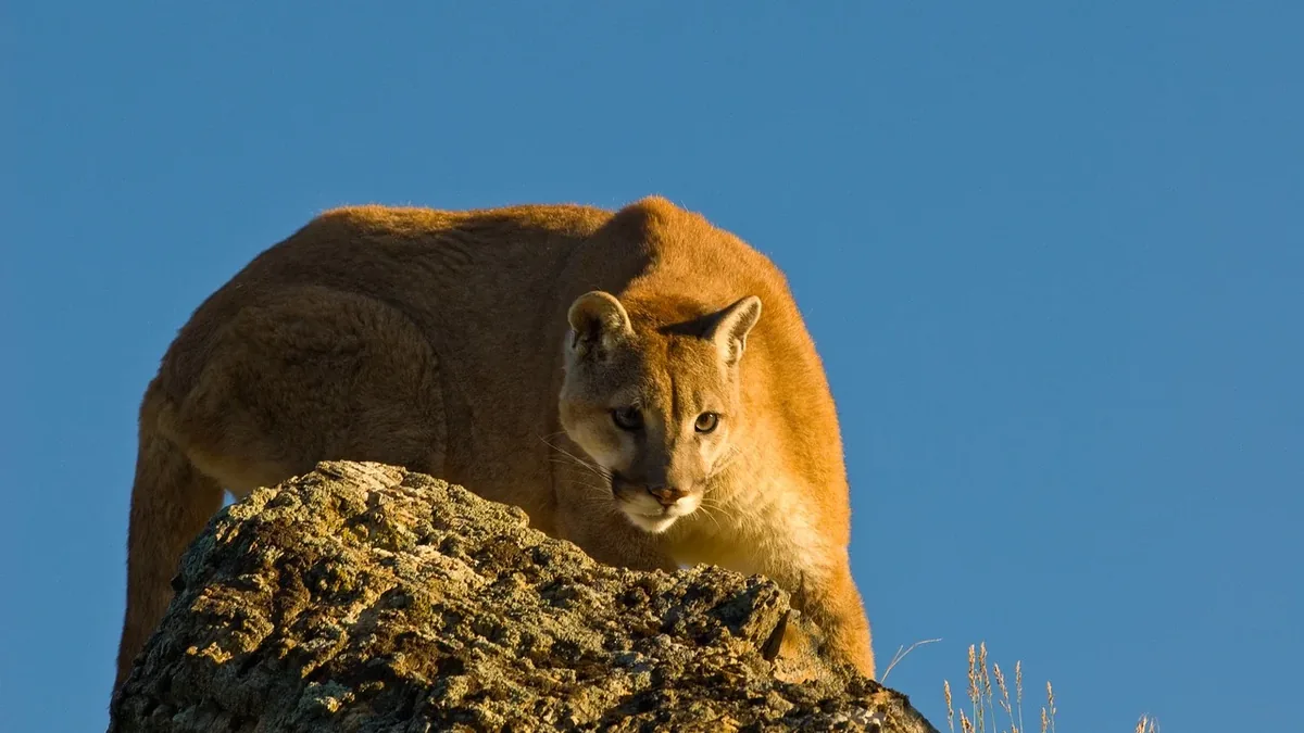 A mountain lion standing on a rocky outcropping, gazing directly at the camera.